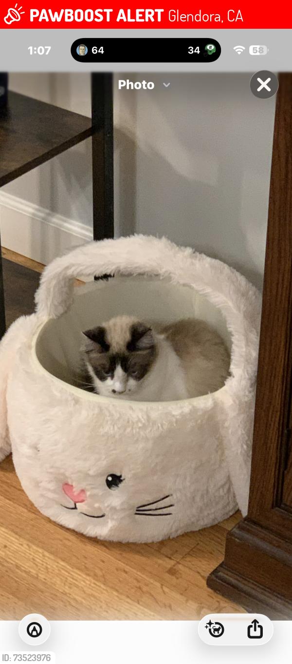 Lost Female Cat last seen Near east duell st Glendora, Glendora, CA 91740