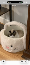 Lost Female Cat last seen Near east duell st Glendora, Glendora, CA 91740