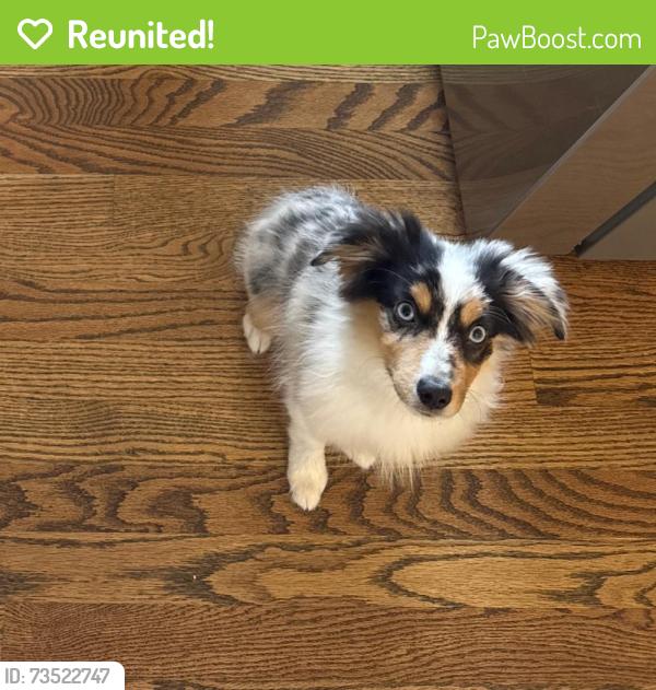 Reunited Male Dog last seen Near and 17, Windsor, CO 80550