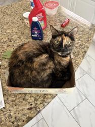 Reunited Female Cat last seen Amber mist ln., Houston, TX 77095