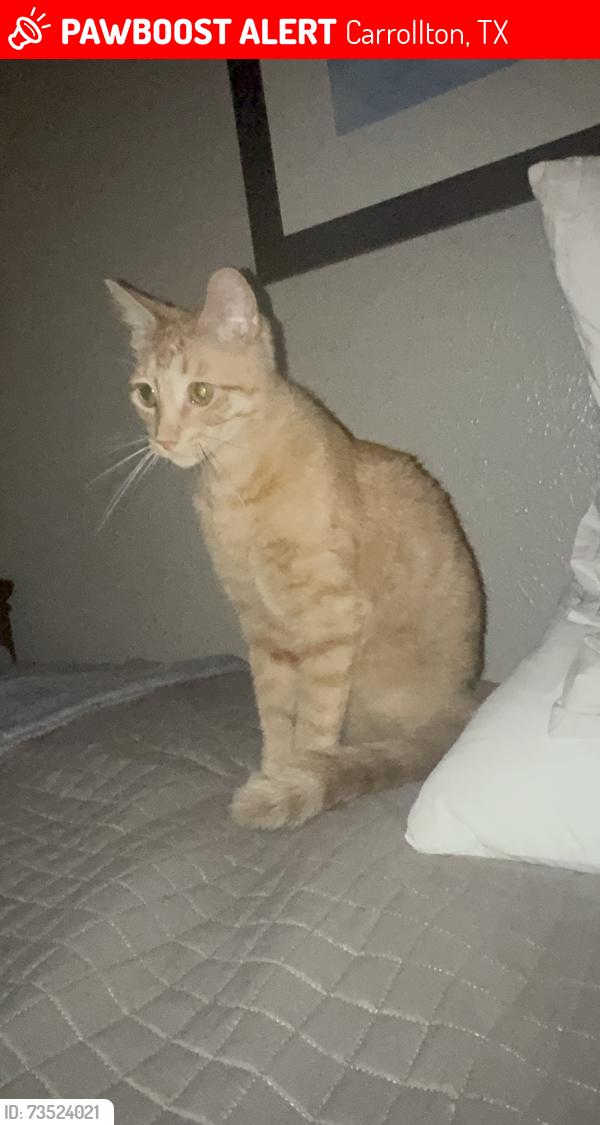 Lost Male Cat last seen Nolan dr, Carrollton, TX 75006
