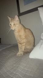 Lost Male Cat last seen Nolan dr, Carrollton, TX 75006
