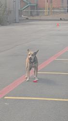 Found/Stray Male Dog last seen Near s Zarazomra old color art building, San Antonio, TX 78211