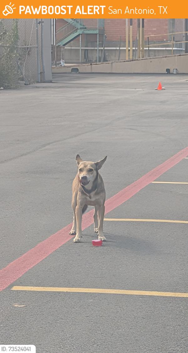 Found/Stray Male Dog last seen Near s Zarazomra old color art building, San Antonio, TX 78211