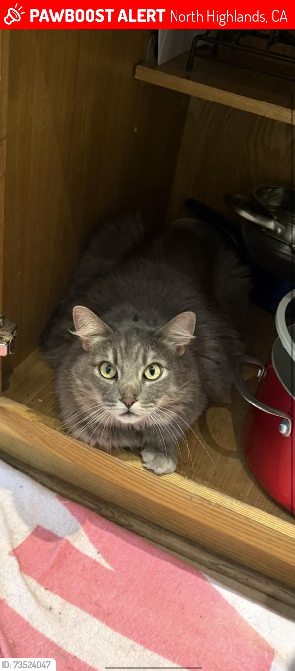 Lost Female Cat last seen Watt avenue, North Highlands, CA 95660