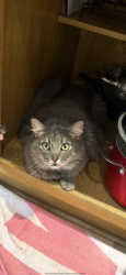 Lost Female Cat last seen Watt avenue, North Highlands, CA 95660