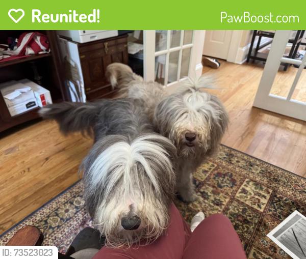 Reunited Female Dog last seen Thayer Pond, Wilton CT, Wilton, CT 06897
