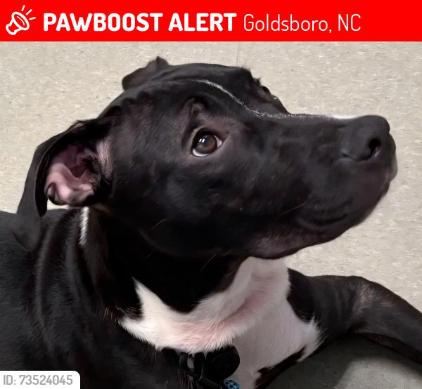 Lost Male Dog last seen S Andrews Ave., Goldsboro NC 27530, Goldsboro, NC 27530