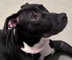 Lost Male Dog last seen S Andrews Ave., Goldsboro NC 27530, Goldsboro, NC 27530