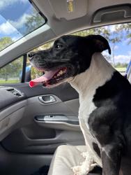 Found/Stray Male Dog last seen Barnett Park, Pine Hills, FL 32808