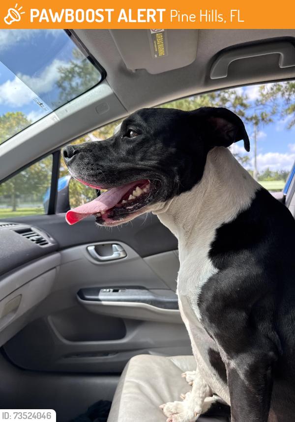 Found/Stray Male Dog last seen Barnett Park, Pine Hills, FL 32808