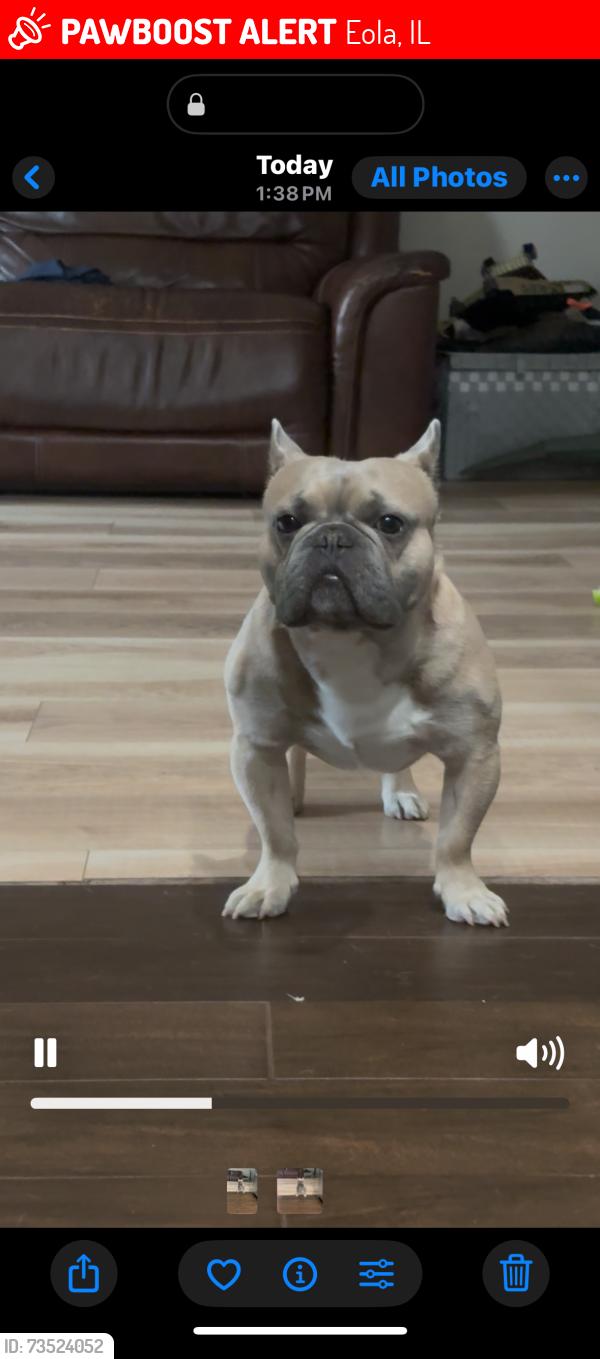 Lost Male Dog last seen Near Bloomfield lane, Eola, IL 60502