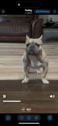 Lost Male Dog last seen Near Bloomfield lane, Eola, IL 60502