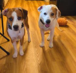Reunited Male Dog last seen Woodland Elementary School, Oak Ridge, TN 37830