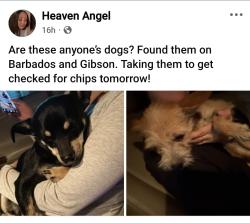 Found/Stray Female Dog last seen Gibson and barbados, Albuquerque, NM 87121
