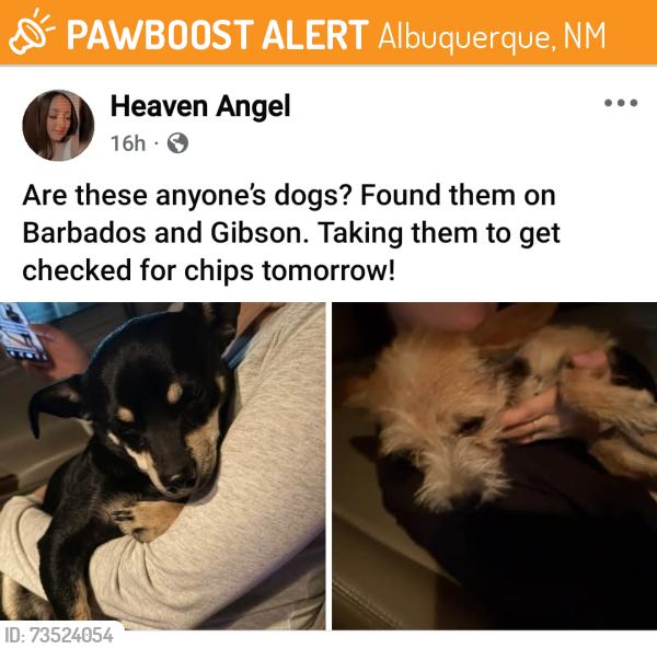 Found/Stray Female Dog last seen Gibson and barbados, Albuquerque, NM 87121