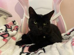Lost Male Cat last seen Clover Trail Ln, Houston, TX 77067