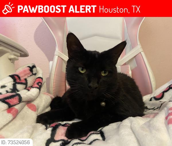Lost Male Cat last seen Clover Trail Ln, Houston, TX 77067