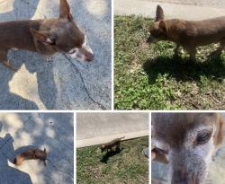 Reunited Male Dog last seen Brookhollow Grove Ct., Houston, Tx 77084, Houston, TX 77084