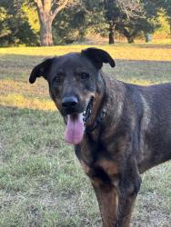 Found/Stray Male Dog last seen Hwy 34 and Lakeridge Lane in Warsaw, Kaufman County, TX 75142