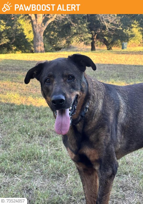 Found/Stray Male Dog last seen Hwy 34 and Lakeridge Lane in Warsaw, Kaufman County, TX 75142