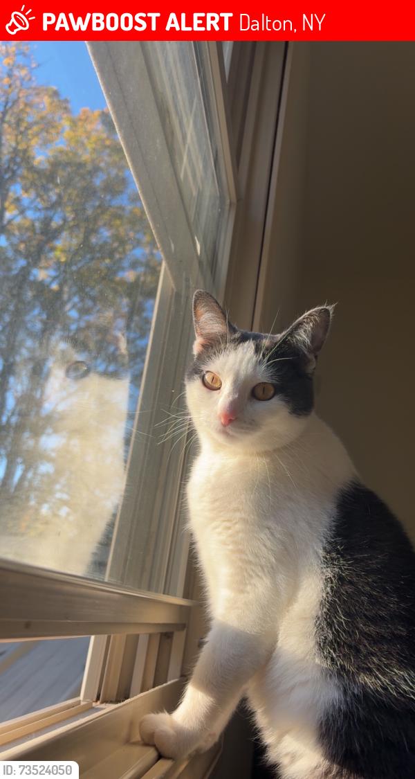 Lost Female Cat last seen Near Dalton Birdsall rd. Dalton NY, Dalton, NY 14836