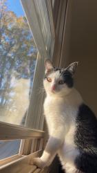 Lost Female Cat last seen Near Dalton Birdsall rd. Dalton NY, Dalton, NY 14836