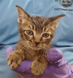 Shelter Stray Male Cat last seen Near BLOCK NW SOUTH RIVER DR, 3599 NW 79th Ave, Doral, FL 33122, USA