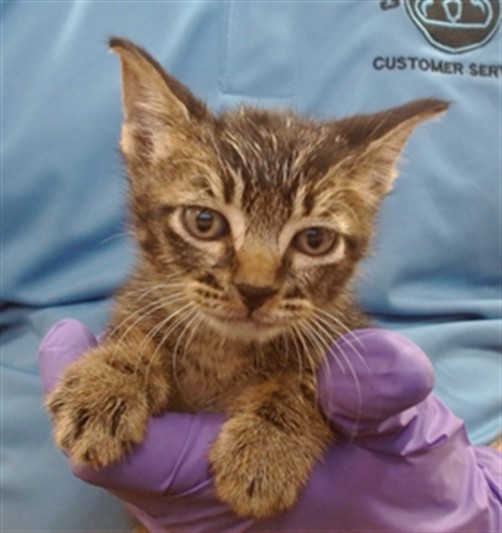 Shelter Stray Male Cat last seen Near BLOCK NW SOUTH RIVER DR, 3599 NW 79th Ave, Doral, FL 33122, USA