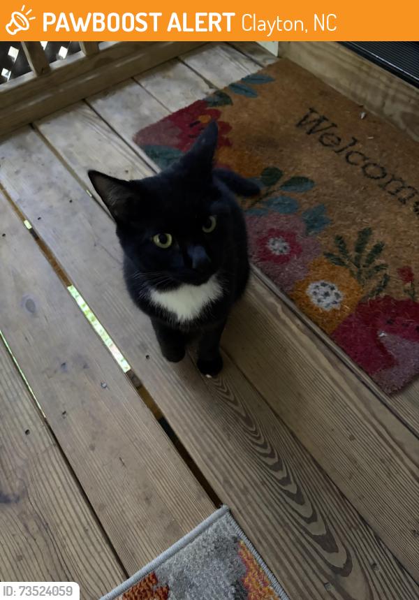 Found/Stray Female Cat last seen Millstone Dr, Clayton, NC 27527