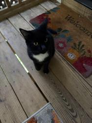 Found/Stray Female Cat last seen Millstone Dr, Clayton, NC 27527