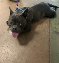 Shelter Stray Male Dog last seen , 14409 Vanowen St, Van Nuys, CA 91405, USA