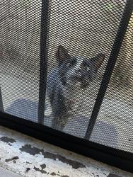 Found/Stray Unknown Cat last seen Fries & pch, Los Angeles, CA 90744