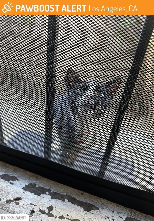 Found/Stray Unknown Cat last seen Fries & pch, Los Angeles, CA 90744