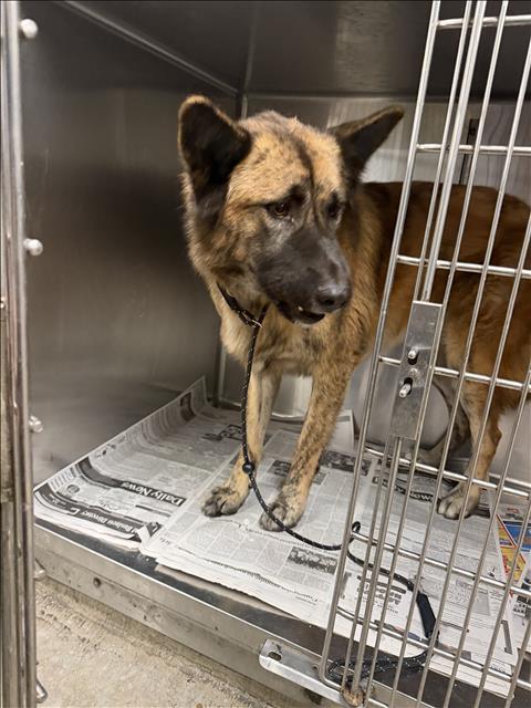 Shelter Stray Female Dog last seen , 14409 Vanowen St, Van Nuys, CA 91405, USA