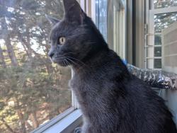 Reunited Male Cat last seen Monterey Blvd and Detroit St., San Francisco, CA 94127