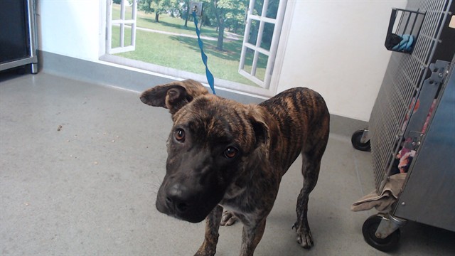 Shelter Stray Male Dog last seen XCASTRO, 1419 Bryant St, San Francisco, CA 94103, USA