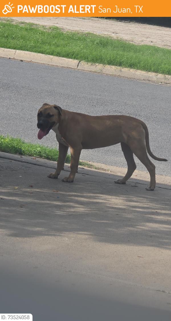 Found/Stray Female Dog last seen Raúl Longoria, San Juan, TX 78589