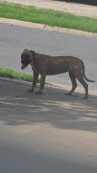 Found/Stray Female Dog last seen Raúl Longoria, San Juan, TX 78589