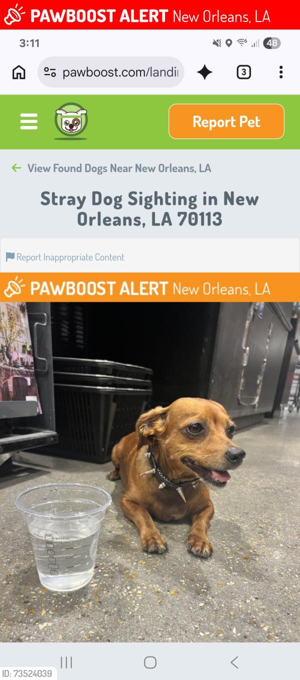 Lost Female Dog last seen Royal Street Grocery Store, New Orleans, LA 70117