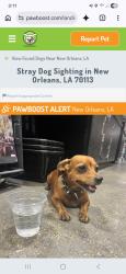 Lost Female Dog last seen Royal Street Grocery Store, New Orleans, LA 70117