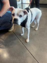 Shelter Stray Female Dog last seen Near BLOCK N TERRACE DR, WICHITA KS 67220, 3303 N Hillside St, Wichita, KS 67219, USA
