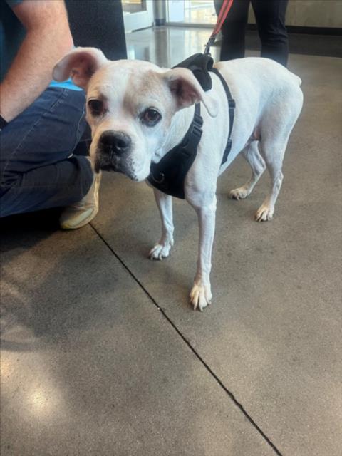 Shelter Stray Female Dog last seen Near BLOCK N TERRACE DR, WICHITA KS 67220, 3303 N Hillside St, Wichita, KS 67219, USA