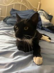 Lost Male Cat last seen Bruce Dr. Denham springs, Denham Springs, LA 70726