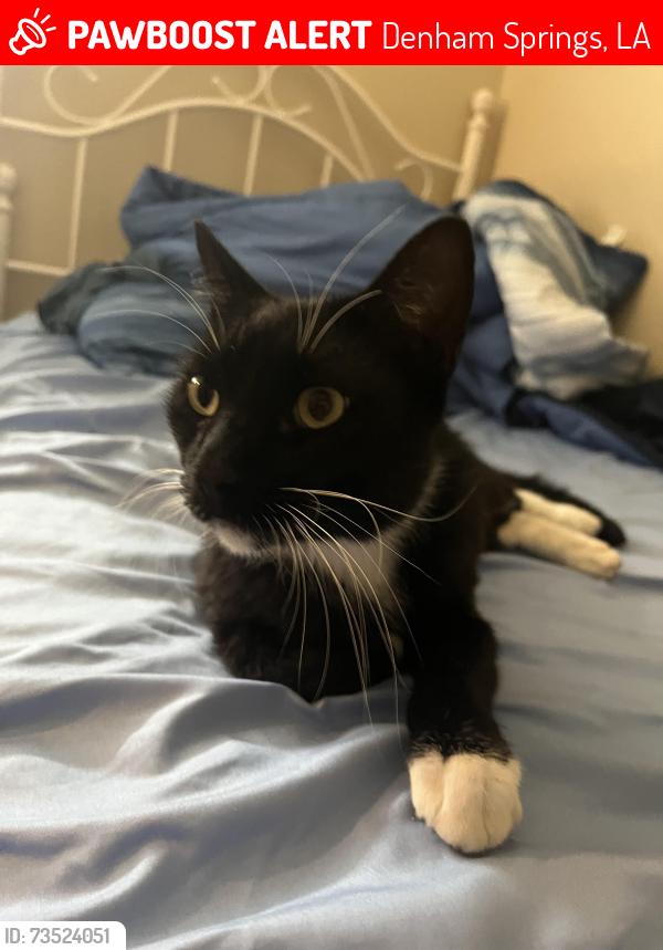 Lost Male Cat last seen Bruce Dr. Denham springs, Denham Springs, LA 70726
