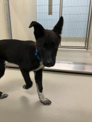 Shelter Stray Male Dog last seen Near BLOCK W UNIVERSITY AVE, WICHITA KS 67213, 3303 N Hillside St, Wichita, KS 67219, USA