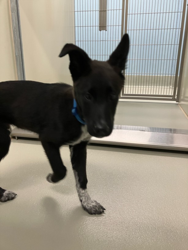 Shelter Stray Male Dog last seen Near BLOCK W UNIVERSITY AVE, WICHITA KS 67213, 3303 N Hillside St, Wichita, KS 67219, USA