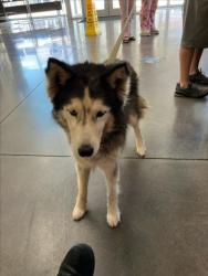 Shelter Stray Female Dog last seen Near BLOCK E 47TH ST S, WICHITA KS 67210, 3303 N Hillside St, Wichita, KS 67219, USA