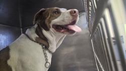 Shelter Stray Male Dog last seen , 1850 W 60th St, Los Angeles, CA 90047, USA