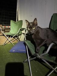 Lost Male Cat last seen Arnold Drive and Madrone Rd, Sonoma, CA 95476